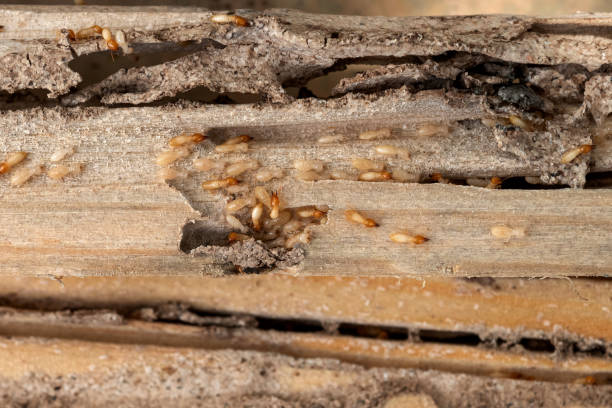Best Pest Prevention Services  in University Heights, IA